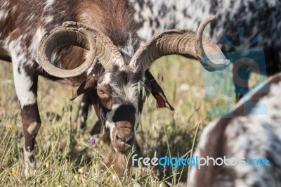 Herd Of Goats In A Pasture Stock Photo