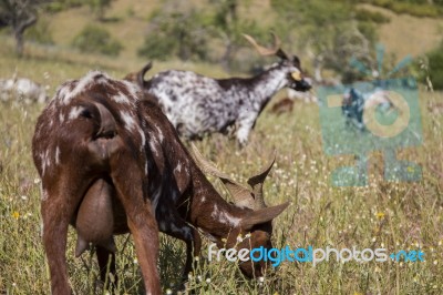 Herd Of Goats In A Pasture Stock Photo