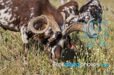 Herd Of Goats In A Pasture Stock Photo