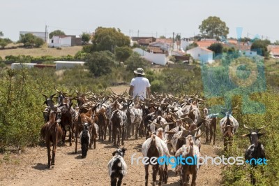 Herd Of Goats In A Pasture Stock Photo