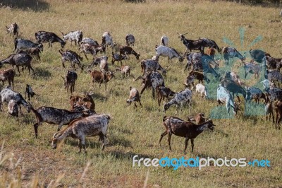 Herd Of Goats In A Pasture Stock Photo