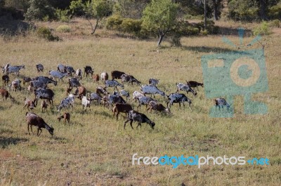 Herd Of Goats In A Pasture Stock Photo