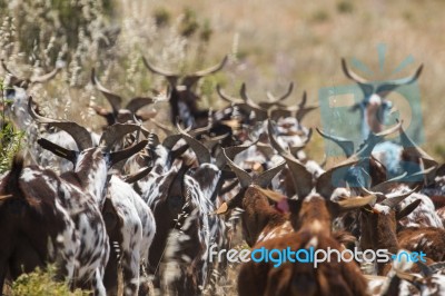 Herd Of Goats In A Pasture Stock Photo