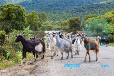 Herd Of Mountain Goats Walking On Road Stock Photo