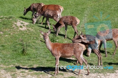 Herd Of Red Deer (cervus Elaphus) Stock Photo