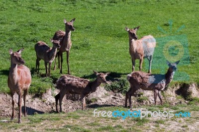 Herd Of Red Deer (cervus Elaphus) Stock Photo