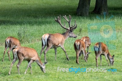 Herd Of Red Deer (cervus Elaphus) Stock Photo