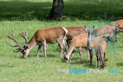 Herd Of Red Deer (cervus Elaphus) Stock Photo