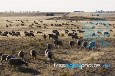 Herd Of Sheep Stock Photo