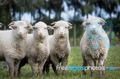 Herd Of Sheep Stock Photo