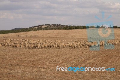 Herd Of Sheep On Nature Stock Photo