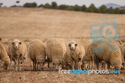 Herd Of Sheep On Nature Stock Photo