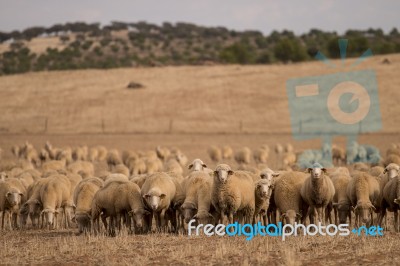 Herd Of Sheep On Nature Stock Photo