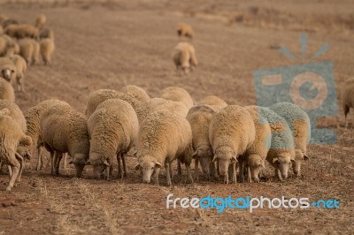 Herd Of Sheep On Nature Stock Photo