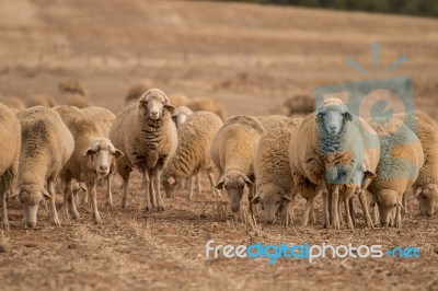 Herd Of Sheep On Nature Stock Photo