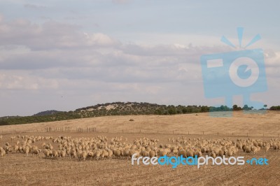 Herd Of Sheep On Nature Stock Photo