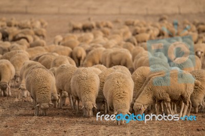 Herd Of Sheep On Nature Stock Photo