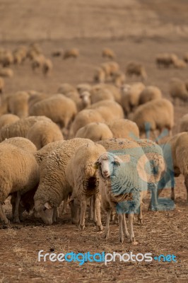 Herd Of Sheep On Nature Stock Photo