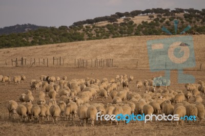 Herd Of Sheep On Nature Stock Photo