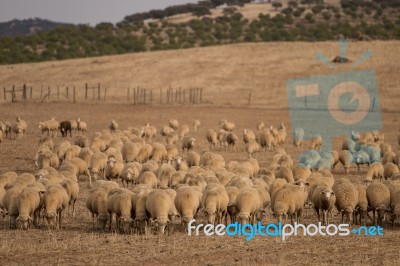 Herd Of Sheep On Nature Stock Photo