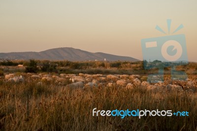 Herd Of Sheep On Nature Stock Photo