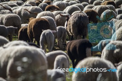 Herd Of White Sheep Stock Photo