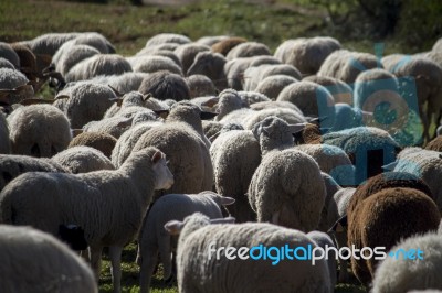 Herd Of White Sheep Stock Photo