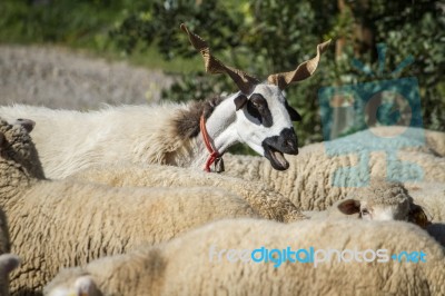 Herd Of White Sheep Stock Photo