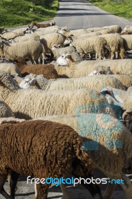 Herd Of White Sheep Stock Photo