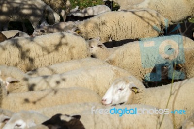 Herd Of White Sheep Stock Photo