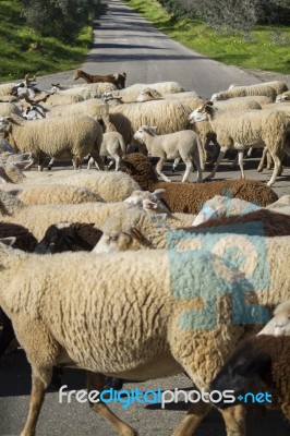 Herd Of White Sheep Stock Photo