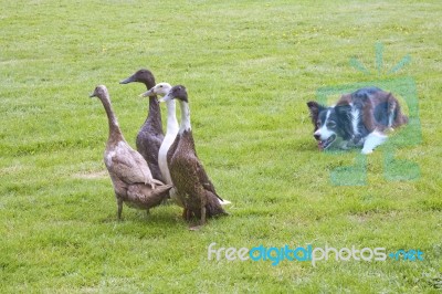 Herding Dog And Ducks Stock Photo