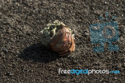 Hermit Crab Stock Photo