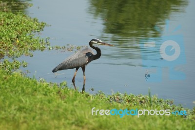 Heron Stock Photo