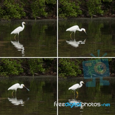 Heron Stock Photo