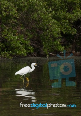 Heron Stock Photo