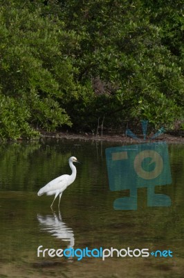 Heron Stock Photo