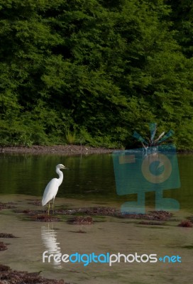 Heron Stock Photo