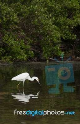 Heron Stock Photo