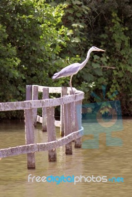 Heron Stock Photo