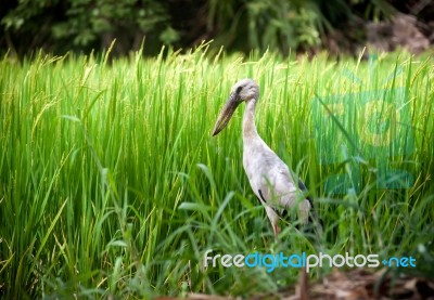 Heron Bird In Paddy Farm Stock Photo