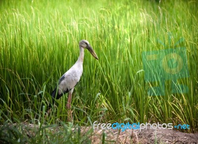 Heron Bird In Rice Field Stock Photo