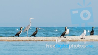 Heron, Cormorants And Gulls Stock Photo