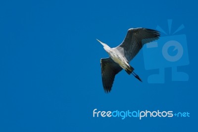 Heron In Flight Stock Photo