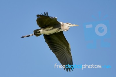 Heron In Flight Stock Photo