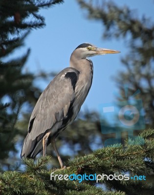 Heron In Treetop Stock Photo