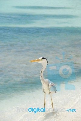 Heron On A Maldivian Island Stock Photo