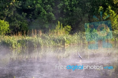 Heron On Misty Morning On The River Stock Photo