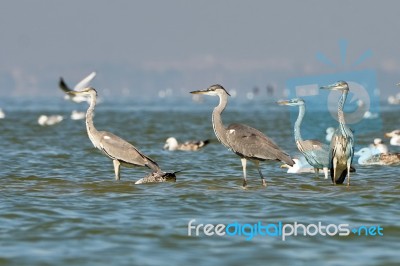 Heron Standing On A Sand Spit Stock Photo