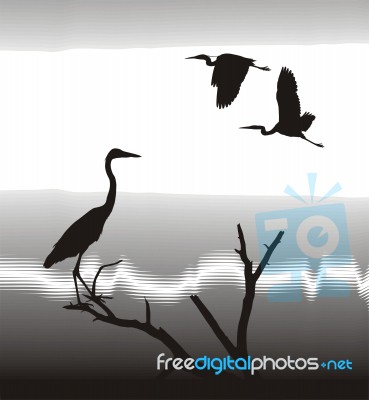 Herons Stock Image